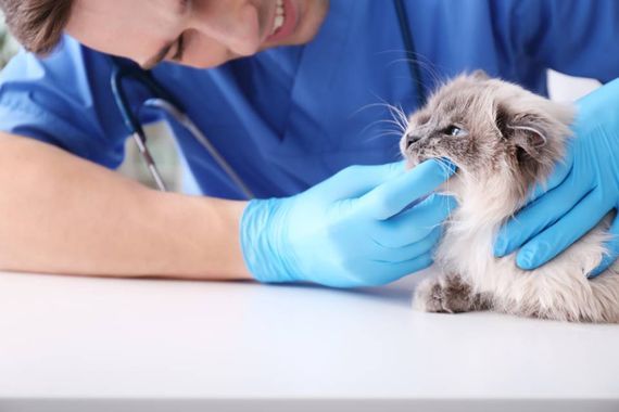 clinica veterinaria
