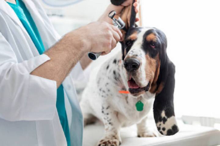 cure veterinarie