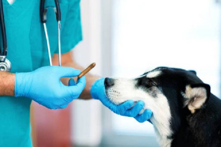 cane in clinica veterinaria