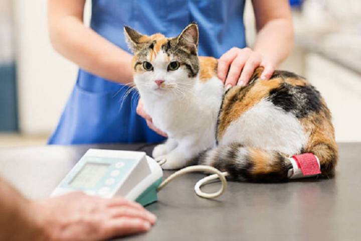 gatto in ambulatorio