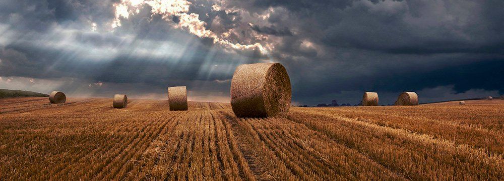 hay bails in field