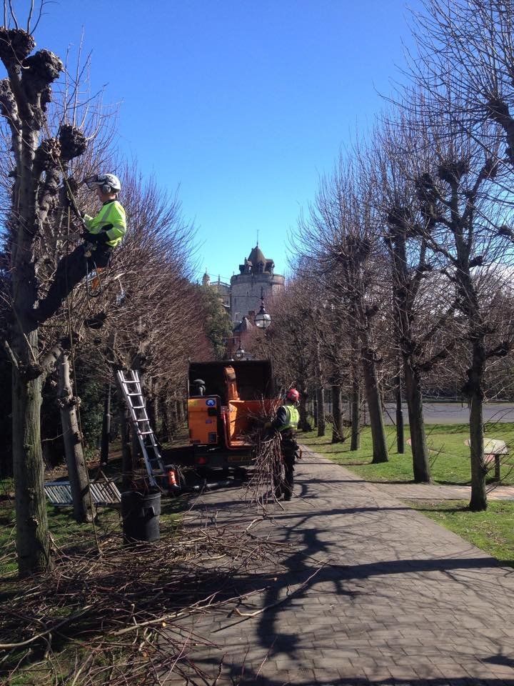 Dead branch removal