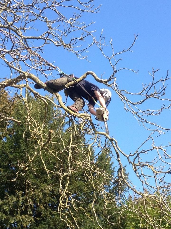 Over hanging branch removal