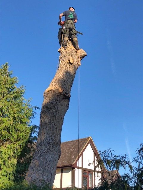 Tree work 1