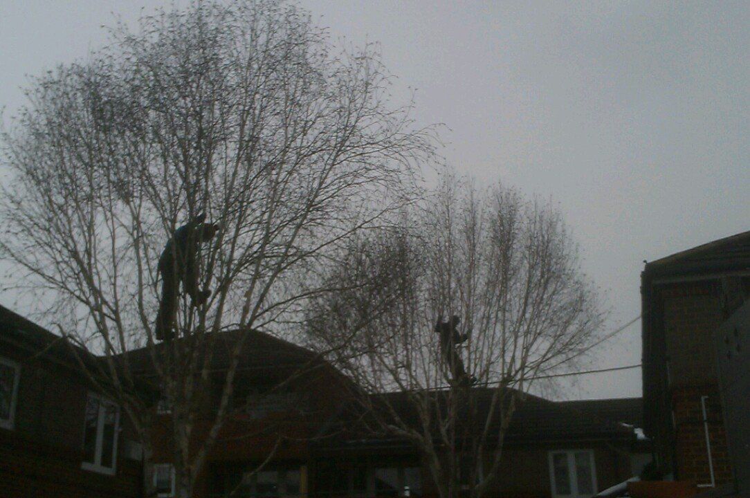 Tree work 14