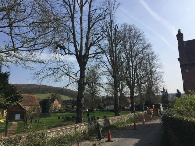 Tree work 12