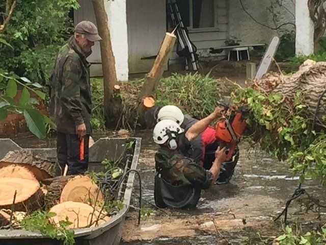 Tree work 10