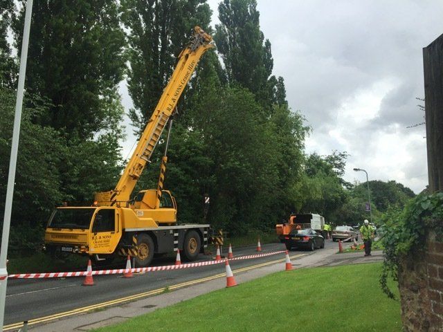 Tree work 5