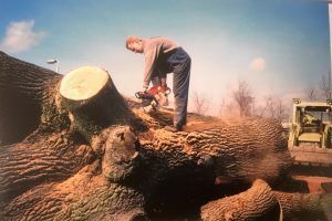 Tree surgery 8