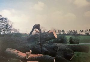 Tree surgery 7