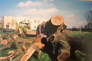 Tree surgery 6