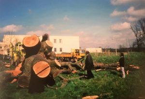 Tree surgery 5