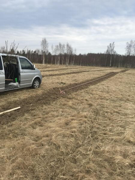 Ķiršu stādi