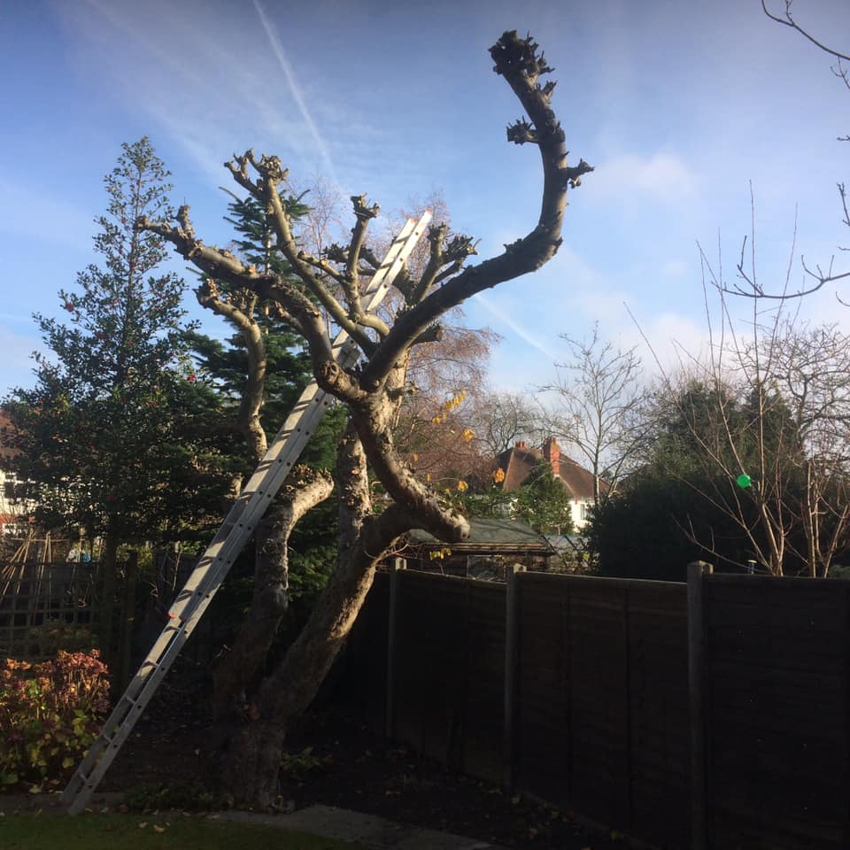 Treework Basingstoke