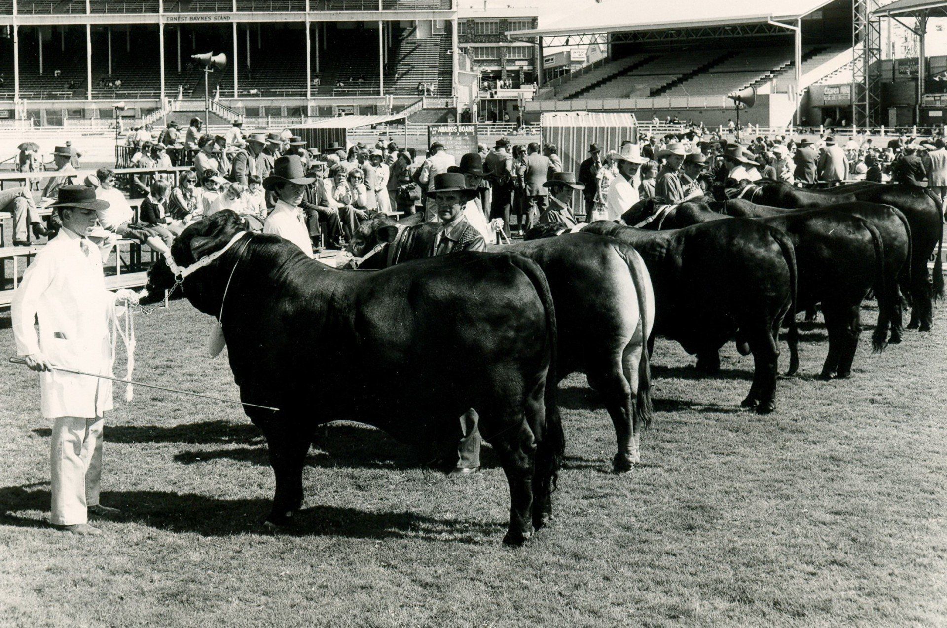 Brangus cattle