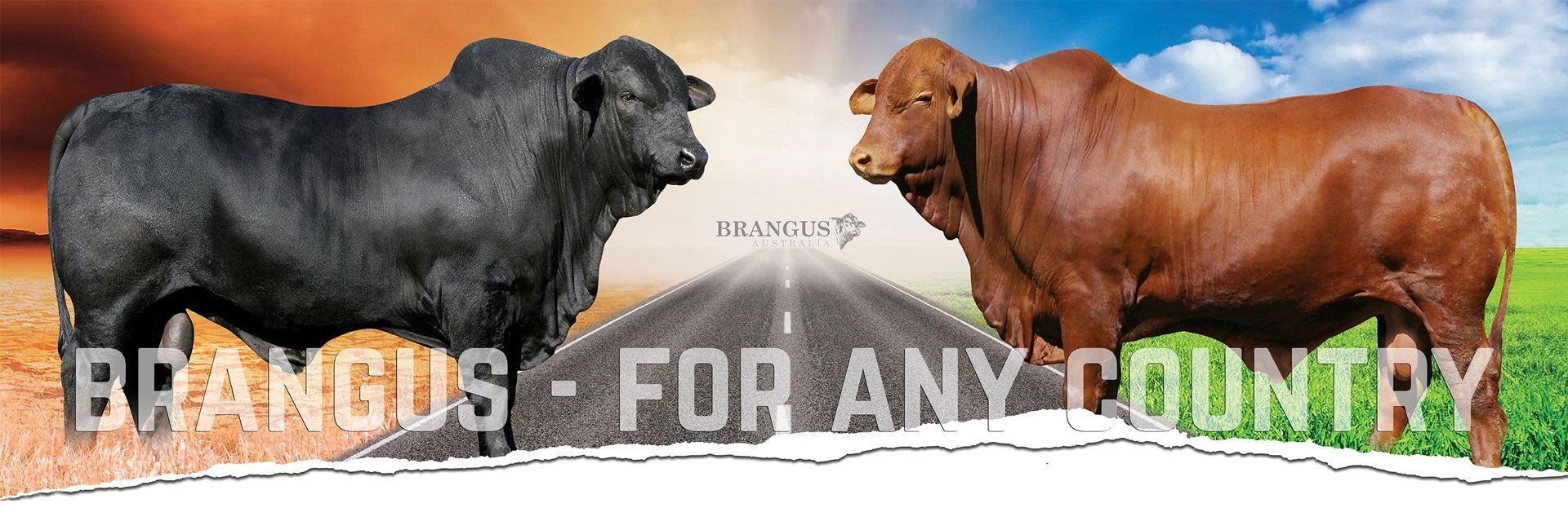 brangus