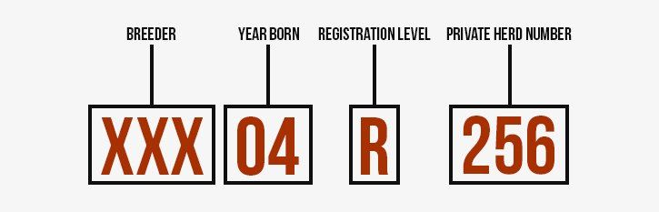 constructed identification