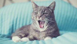 cat