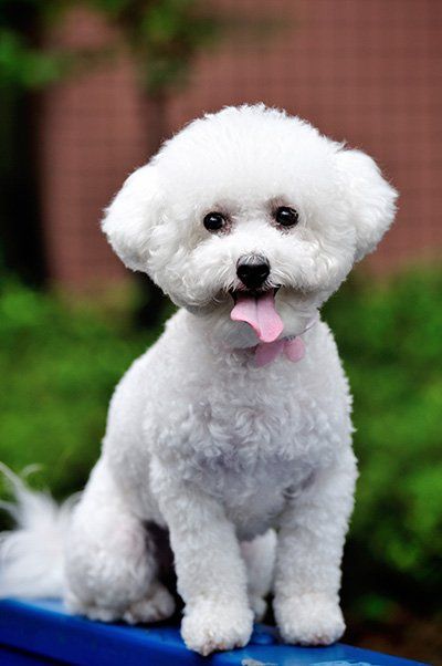 dog dog