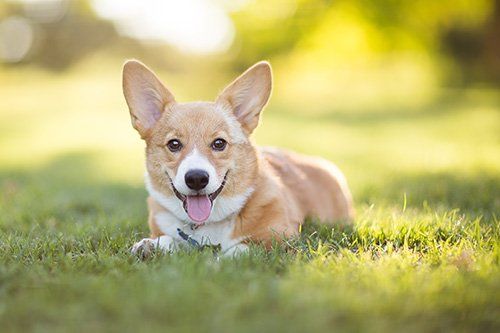 dog sitting on the grass
