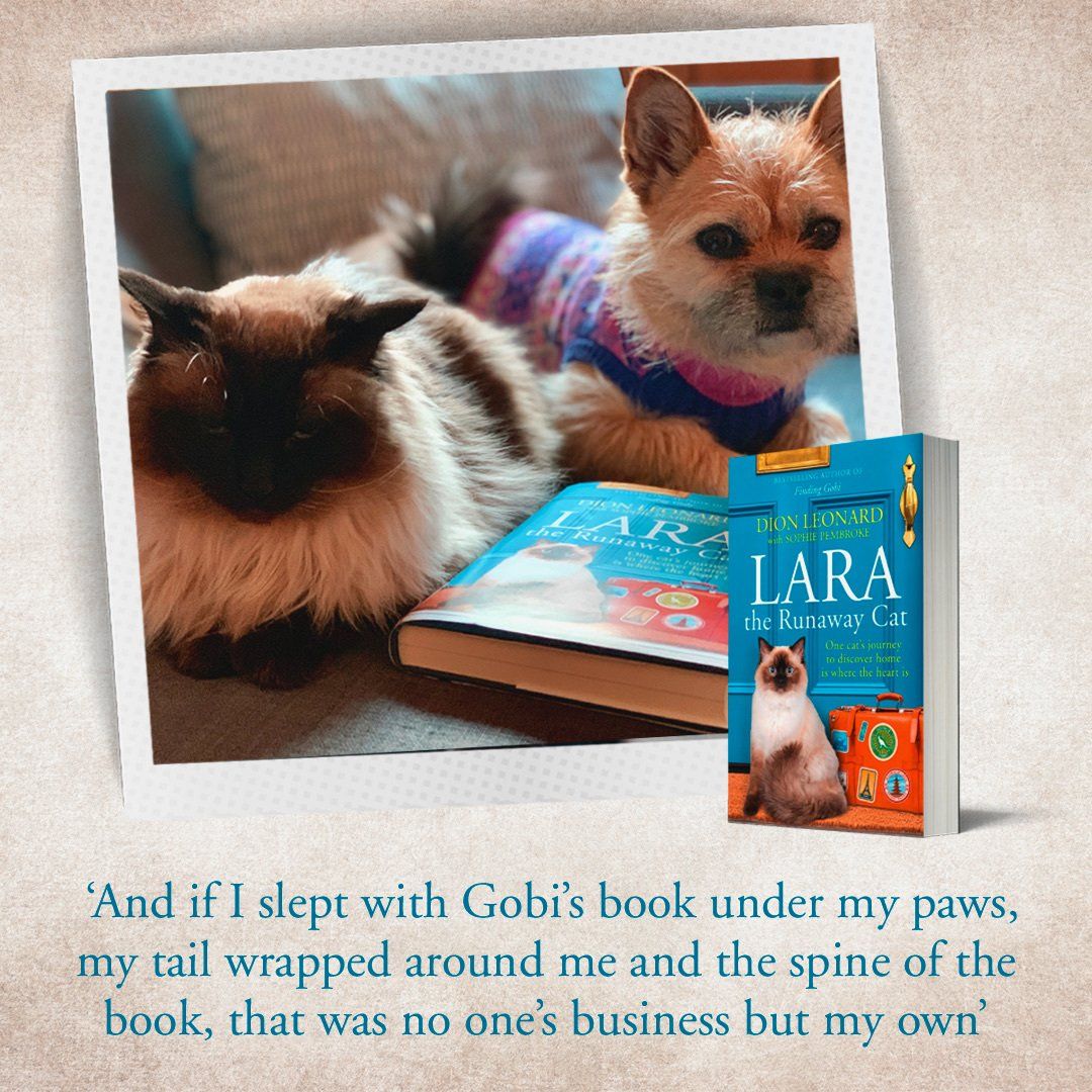 Dion Leonard, Lara Runaway Cat, Finding Gobi