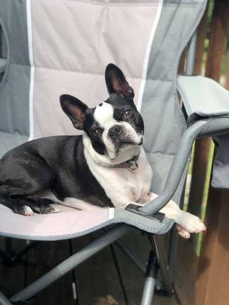 Boston Terrier