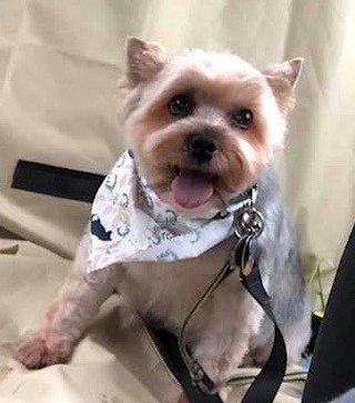 Teddy