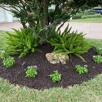 Plants Around A Tree — Lakewood Ranch FL — Emerald Green of Bradenton Plants Around A Tree — Lakewood Ranch FL — Emerald Green of Bradenton
