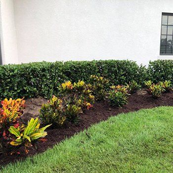 Newly Planted Plants — Lakewood Ranch FL — Emerald Green of Bradenton Newly Planted Plants — Lakewood Ranch FL — Emerald Green of Bradenton