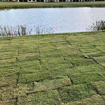 Sod Installation Near A Lake — Lakewood Ranch FL — Emerald Green of Bradenton Sod Installation Near A Lake — Lakewood Ranch FL — Emerald Green of Bradenton