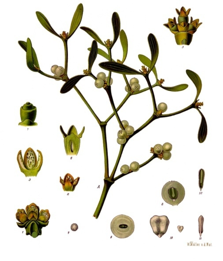 maretak, mistletoe