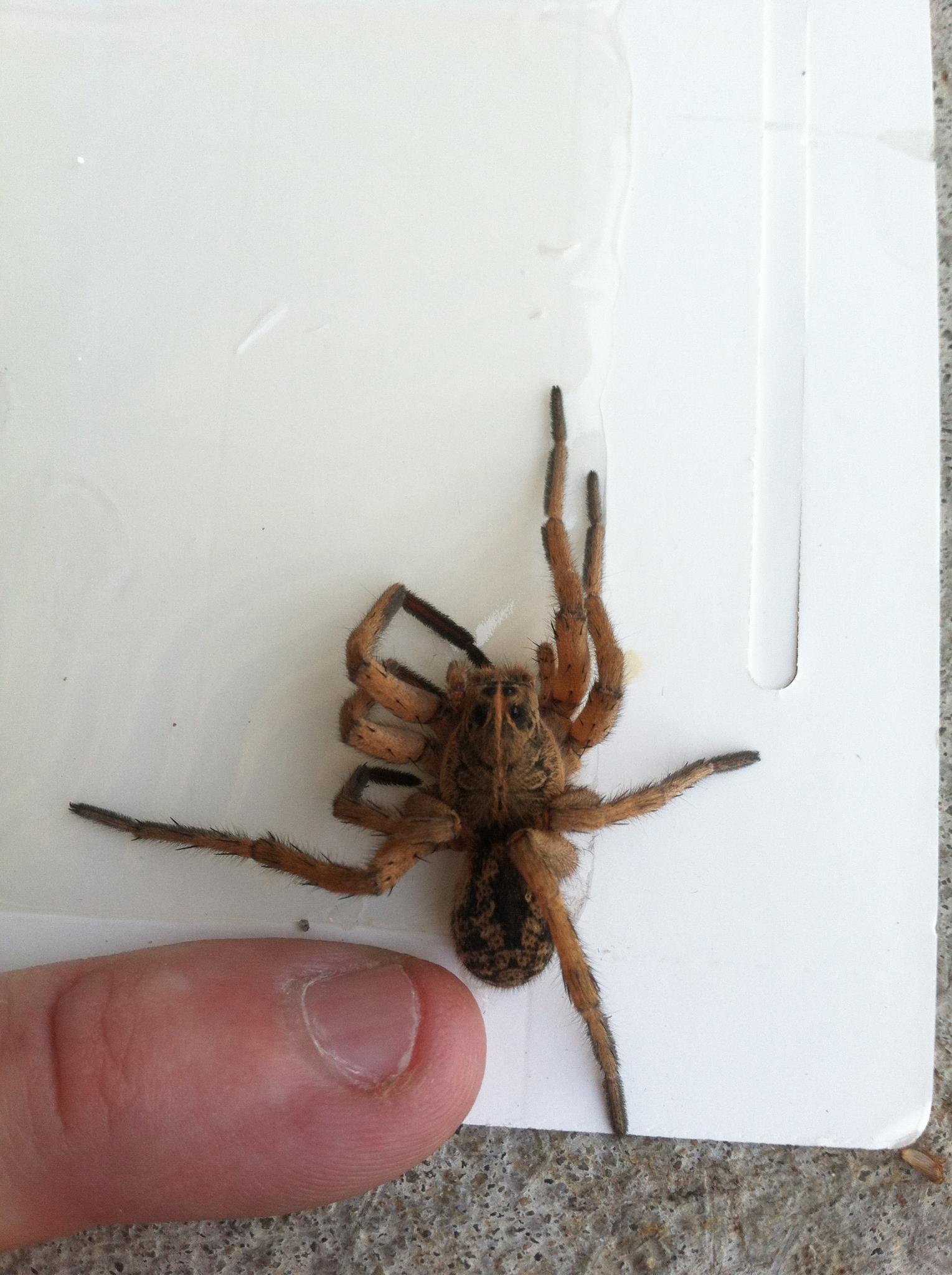 dead spider