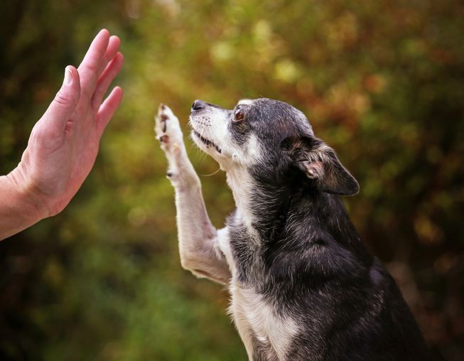 prodotti per animali
