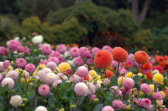 Dahlias in the field