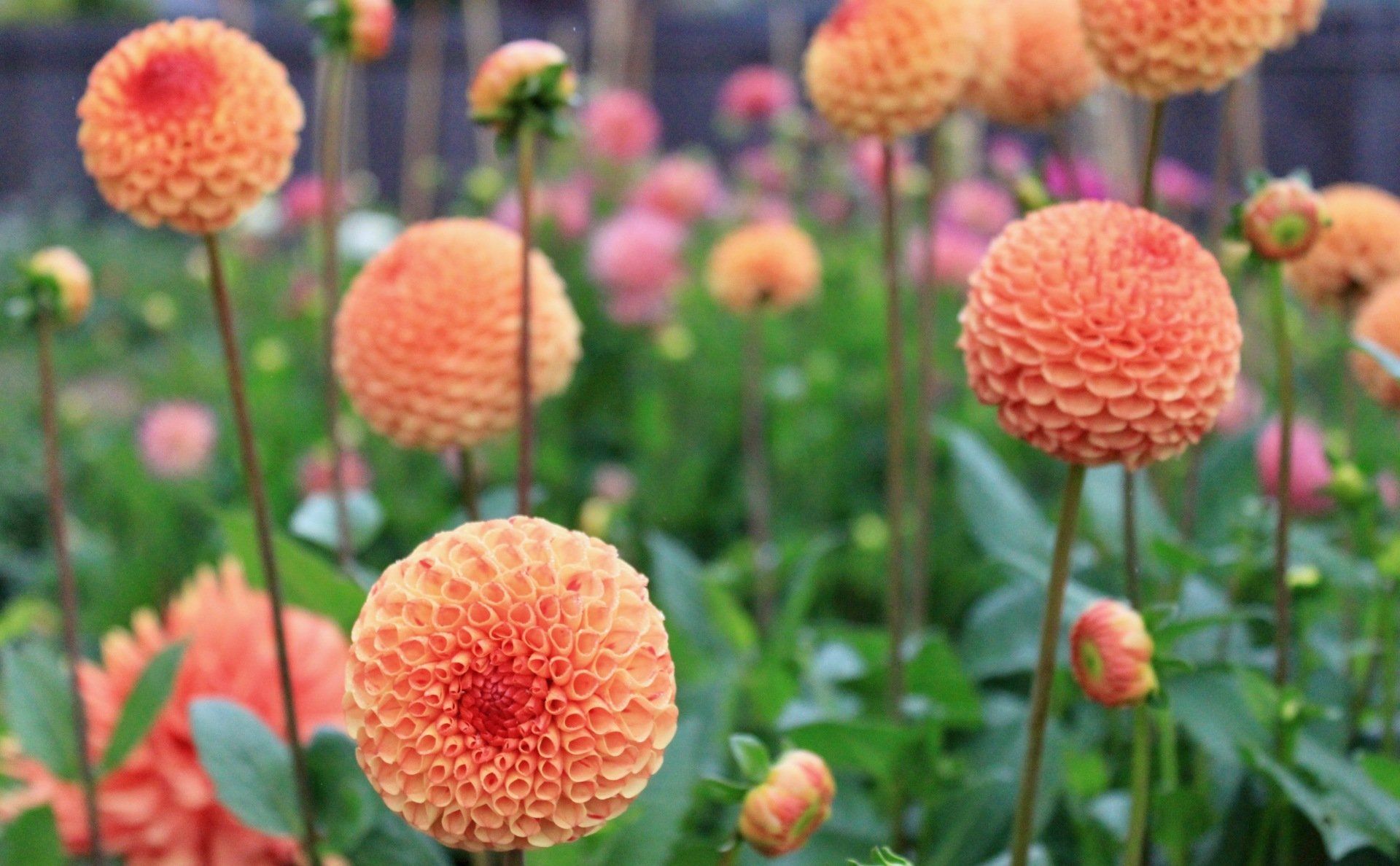 Dahlias growing in a field