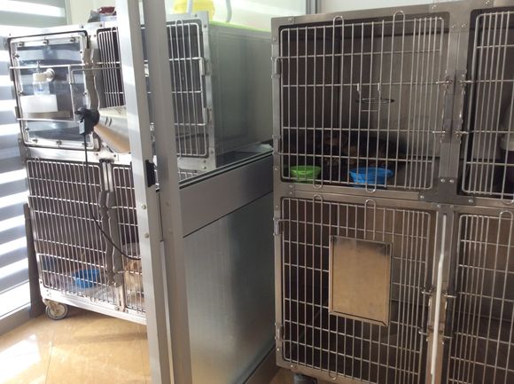 Veterinario visita un cane bassotto