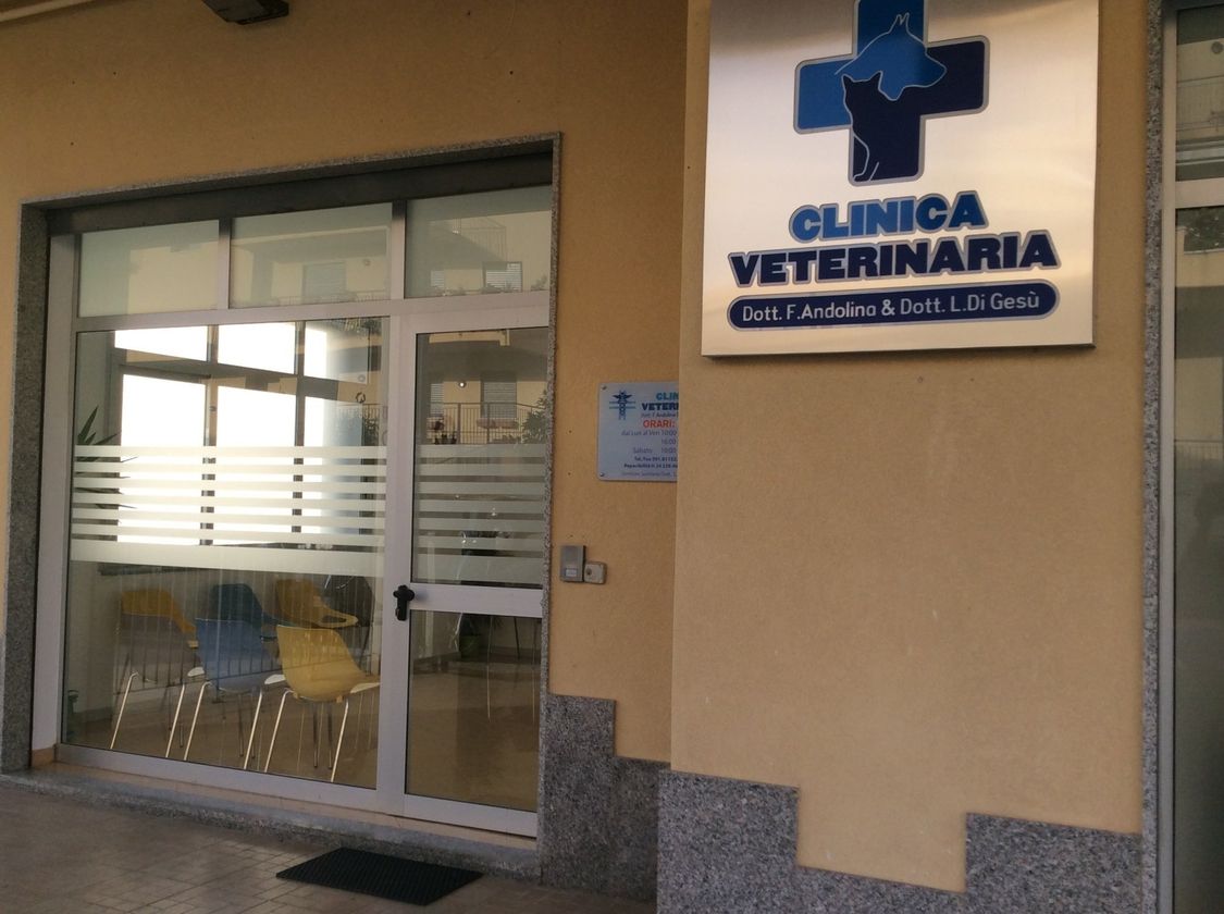 Controllo veterinario su cane di piccola taglia