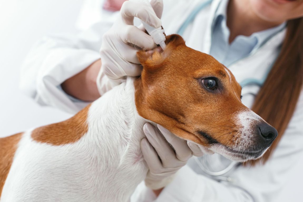 Visita di controllo per cagnolino con zampa rotta