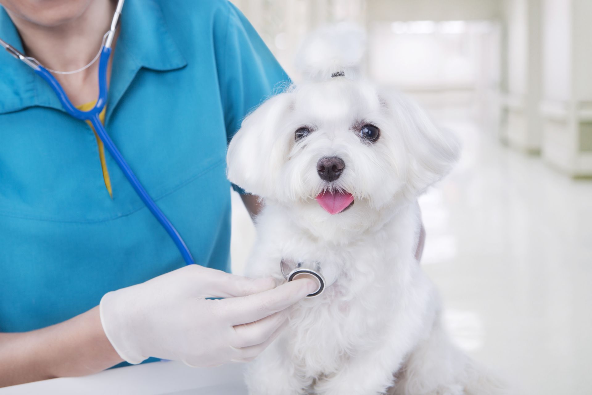 Terapie veterinarie