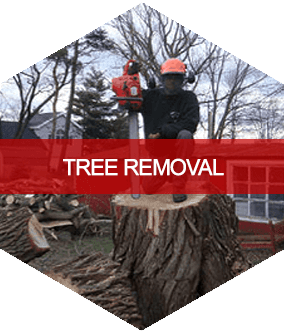 Tree Service Lewiston, NY; Wilson, NY; Sanborn, NY; Niagara Falls, NY; Cambria, NY; Pendleton, NY