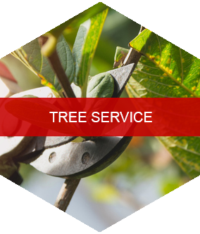 Tree Service Lewiston, NY; Wilson, NY; Sanborn, NY; Niagara Falls, NY; Cambria, NY; Pendleton, NY