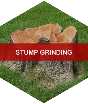 Tree Service Lewiston, NY; Wilson, NY; Sanborn, NY; Niagara Falls, NY; Cambria, NY; Pendleton, NY