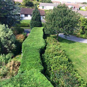 Hedge cutting