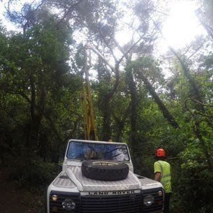 Tree services