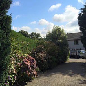 tree surgeons