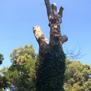Tree cutting