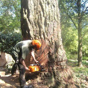 Tree surgery