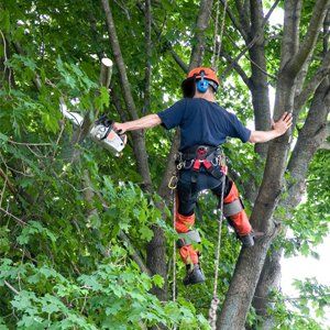 Tree removal or light demolition