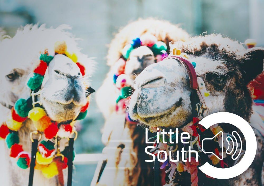 Three camels are standing next to each other with a little south logo in the background