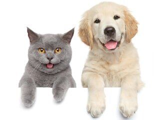 Cat_and_dog_grooming